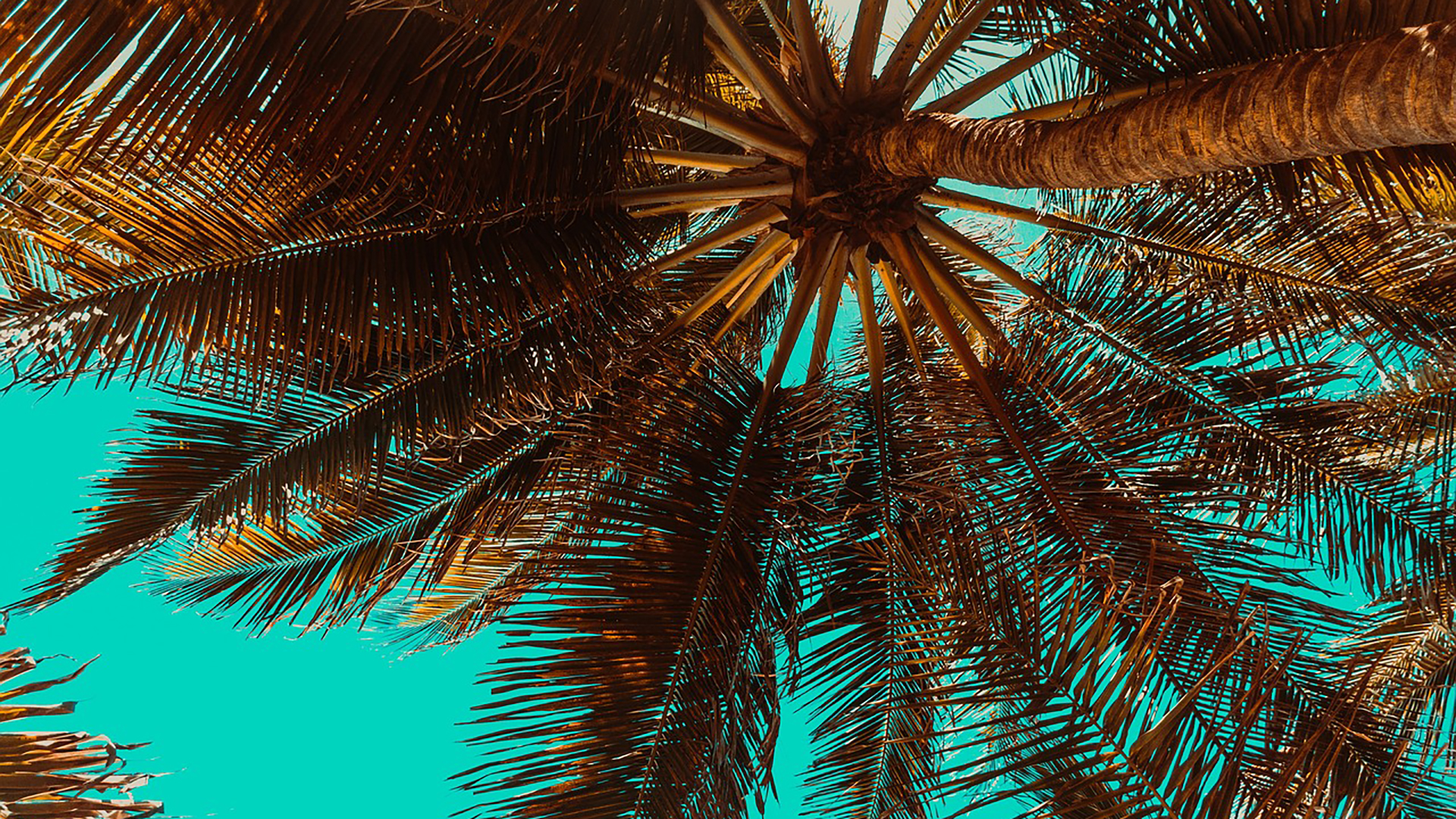 Palm Trees 3619180 1280