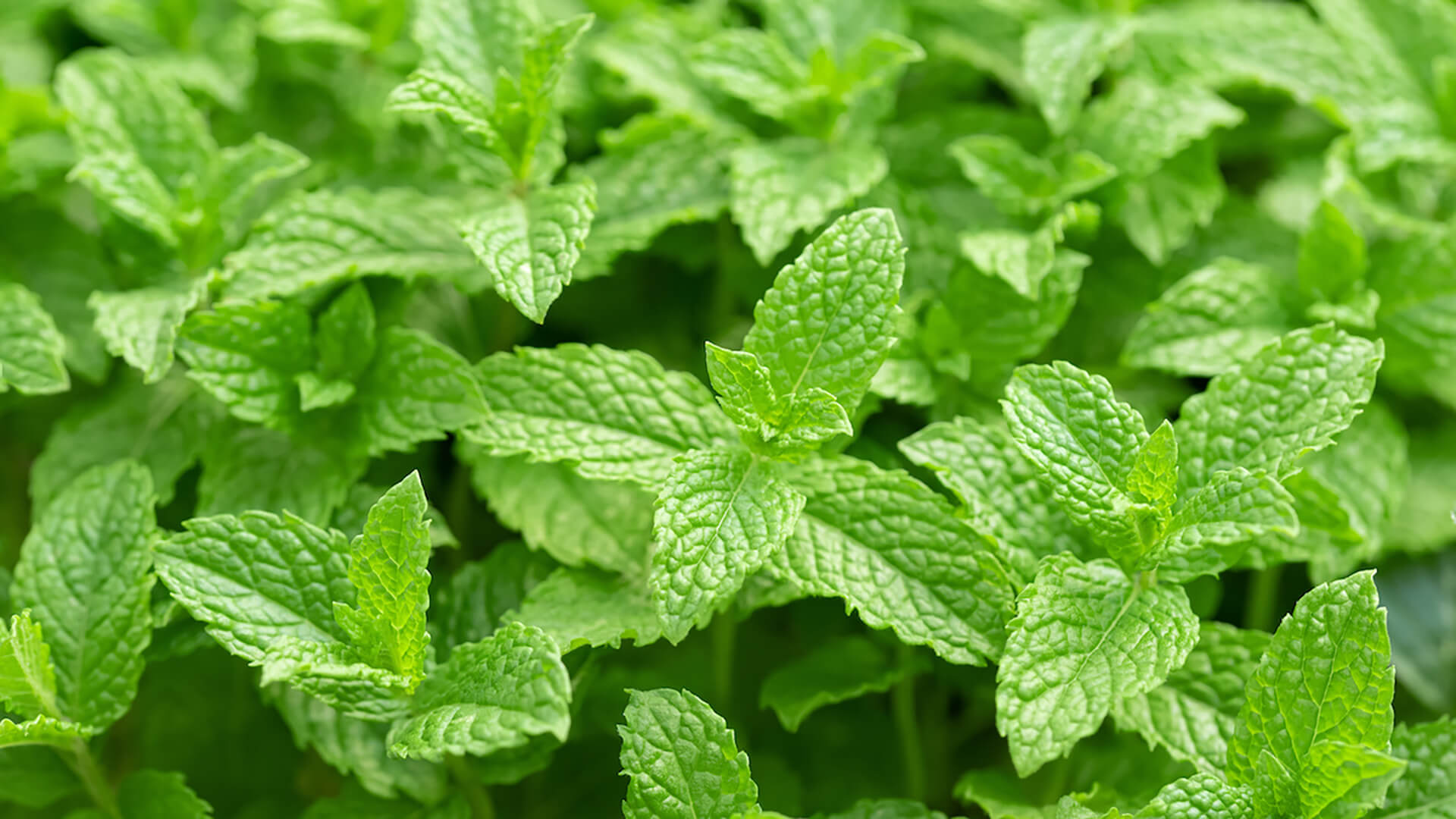 Menta Fresca Foglie Piante Aromatiche By Scisetti Alfio Adobe Stock 1200X800