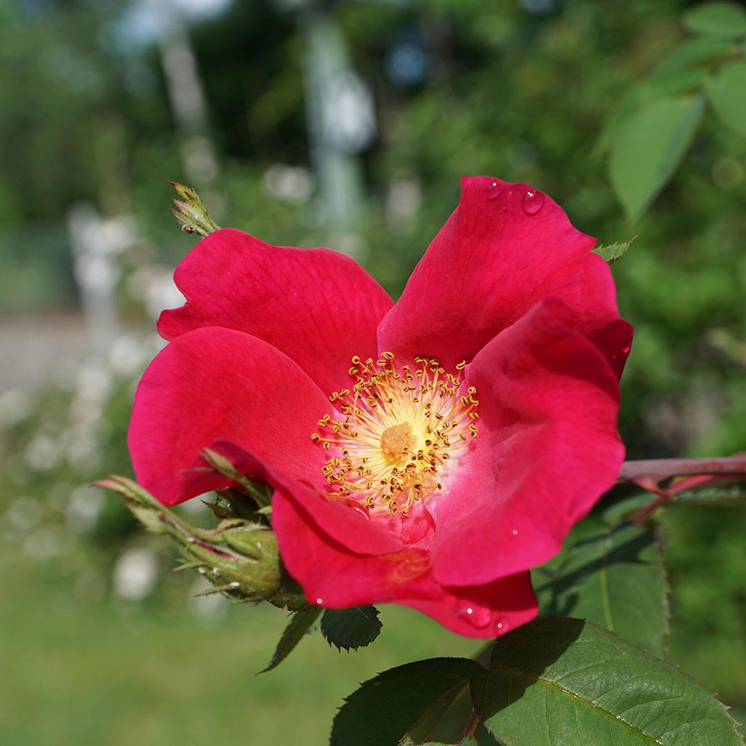 Rosa Canina Rossa 2