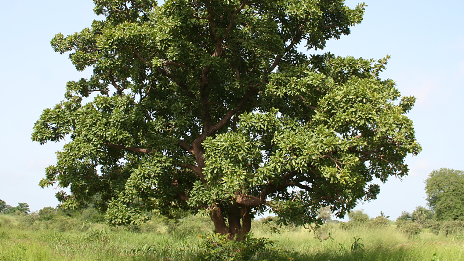 CHIVA ALBERO KARITE